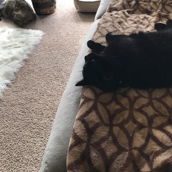 Meet your Posher, Lisa ann - Picture 2 of 4